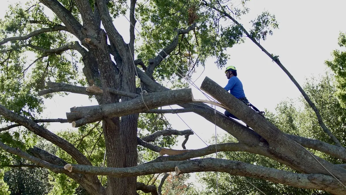 Professional Crown Thinning performed by certified arborists in Yatesboro
