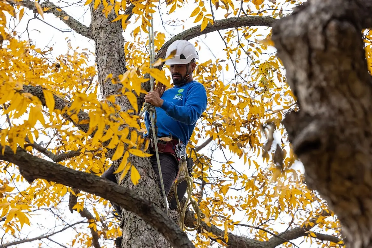 Skilled Tree Transplanting crew working in Yatesboro